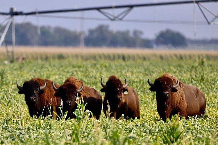 20200827_new_bison1